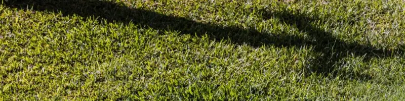 sod installation in Mission, TX