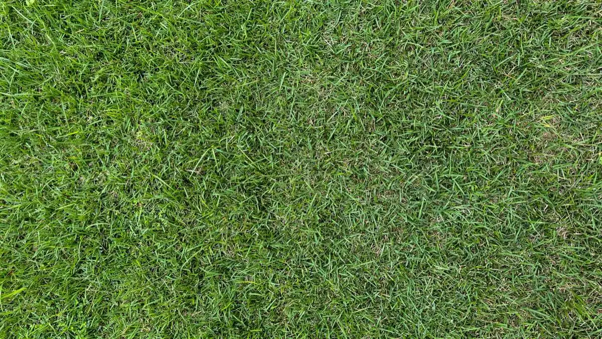 Sports Field & Athletic Turf in Mission, TX